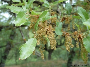 Quercus faginea9
